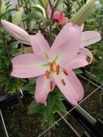 [4362 Pink News GA No02.JPG]